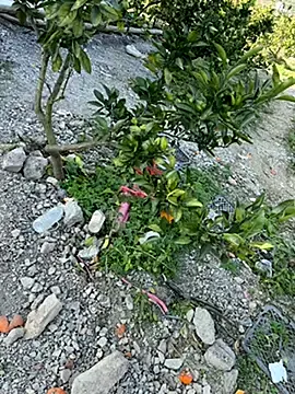 _guoguo_  live sex cam