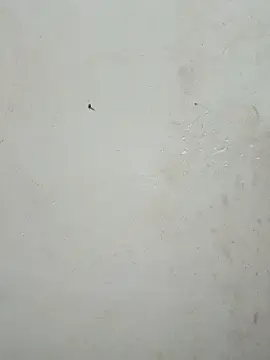 Lyly-68688  live sex cam