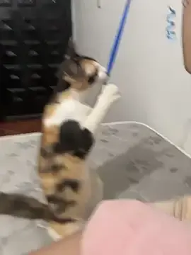 Kitty_Bonita04  live sex cam