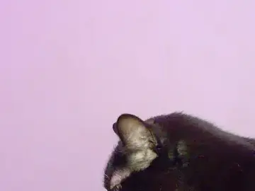 Sachi_Meow  live sex cam