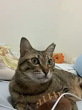 LHeart  live sex cam