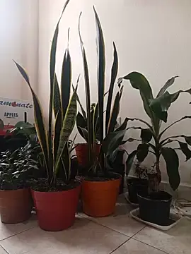 Kaira69  live sex cam
