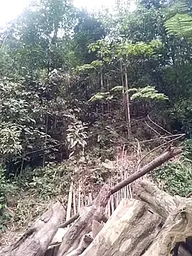 Miss-su  live sex cam