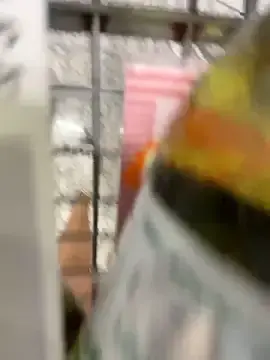 Papo_model  live sex cam