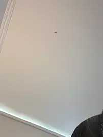 VictoriaBolt__  live sex cam