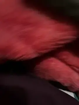 Tani-00  live sex cam