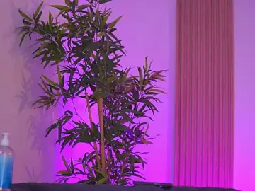 Aisha_Bee  live sex cam