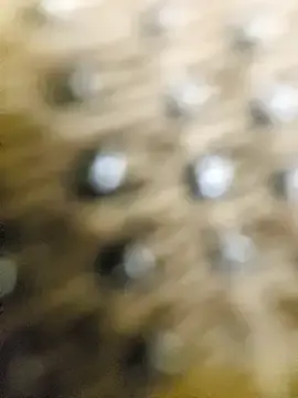Reha_69  live sex cam