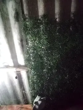 Mar_coral2  live sex cam