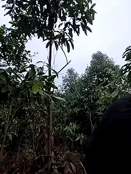 Midday_dream  live sex cam