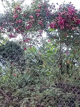 Ngocngoc_cute  live sex cam