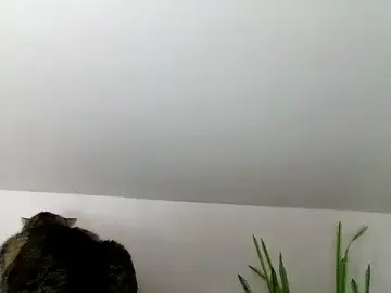 Katalleya28  live sex cam