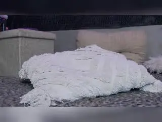 Venusinylons  live sex cam